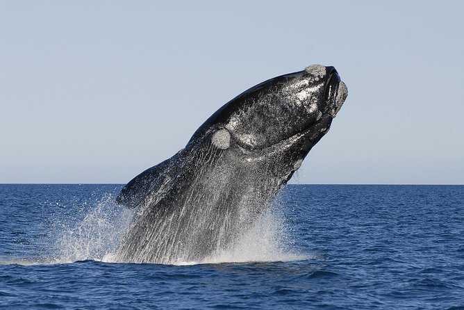 Peninsula Valdes Tour with Optional Whale Watching - The 7:15 start: how the day’s timing actually feels