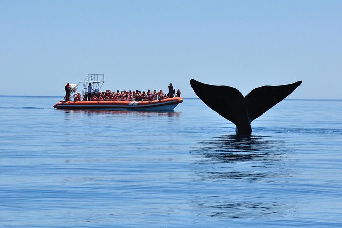 Peninsula Valdes Tour with Optional Whale Watching - Peninsula Valdes drive: UNESCO-level wildlife from guanacos to skunks