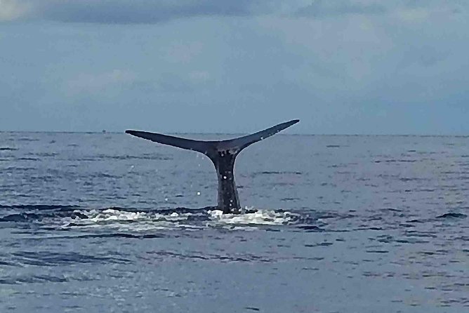 PH Whale Watch & Dolphin Cruise in Dominica - Quick Hits: What You’ll Notice Right Away