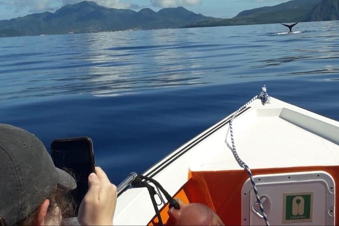 PH Whale Watch & Dolphin Cruise in Dominica - A Small-Group Whale Watch Off Roseau (and Why It Matters)