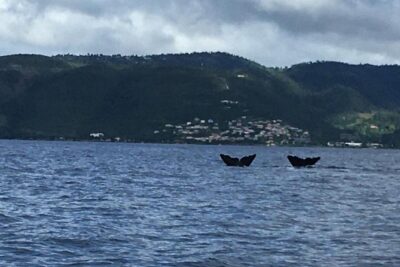 PH Whale Watch & Dolphin Cruise in Dominica - Price and Value: What $96 Gets You in Real Terms