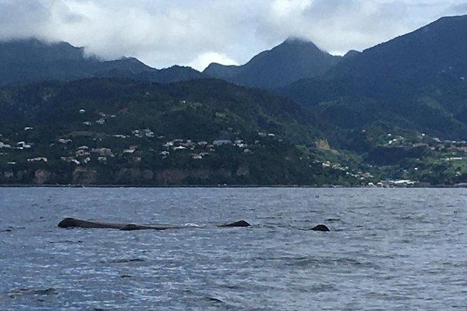 PH Whale Watch & Dolphin Cruise in Dominica - The Crew: Why Guides Like Brittany, Sello, Cielo, and Selwyn Show Up in Good Days