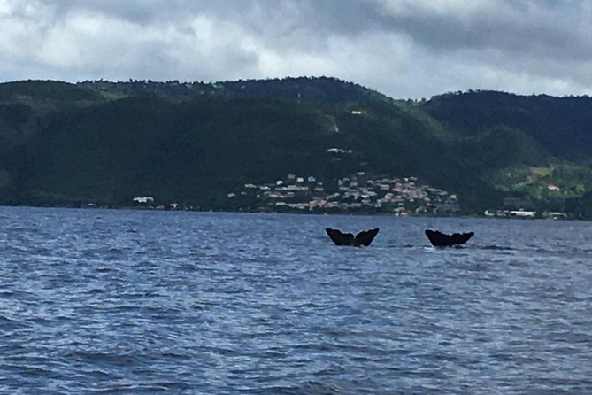 PH Whale Watch & Dolphin Cruise in Dominica - Price and Value: What $96 Gets You in Real Terms