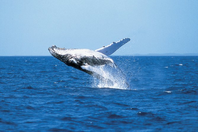 Phillip Island Whale Watching Tour - Key things to know before you go