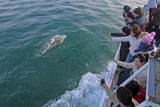 Phillip Island Whale Watching Tour - Cape Woolamai and the Coastal Search for Humpbacks and Southern Right Whales