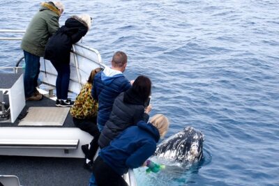Phillip Island Whale Watching Tour - Why Seal Rocks Is the Best Bet Even If Whales Stay Hidden