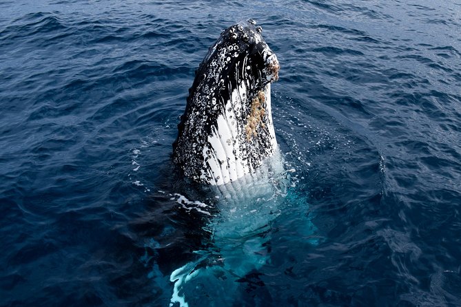 Phillip Island Whale Watching Tour - Onboard Commentary: How Captain’s Notes Improve What You See