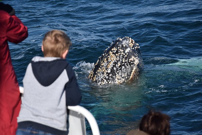 Phillip Island Whale Watching Tour - Food and Comfort: What’s Included, What You’ll Need, What to Bring