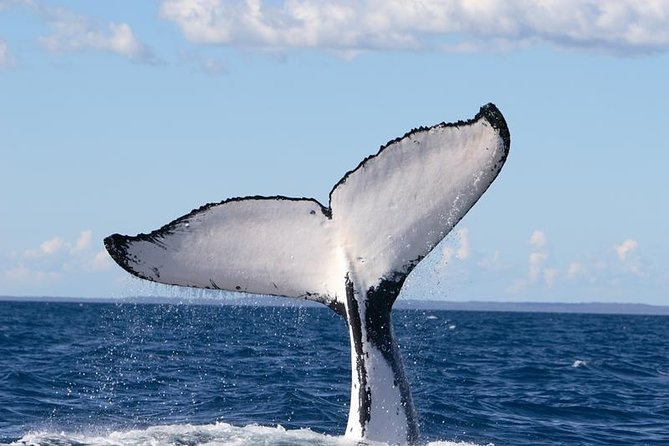 Phillip Island Whale Watching Tour - Price and Value: Is $125.52 Worth It?