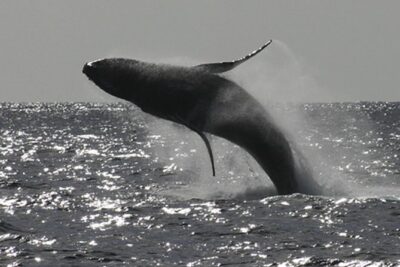 Poipu Sea Kayak Tour: Turtle, Dolphins and Snorkel - Key Points to Know Before You Go