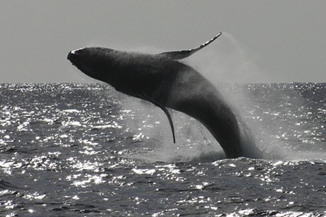 Poipu Sea Kayak Tour: Turtle, Dolphins and Snorkel - Key Points to Know Before You Go