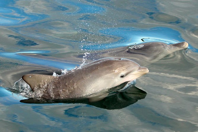 Port Stephens 3 Hour Whale and Dolphin Watch Cruise - Key Things to Know Before You Go