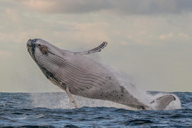 Port Stephens 3 Hour Whale and Dolphin Watch Cruise - The 3-Hour Flow: What Happens Once You’re Offshore