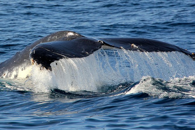 Port Stephens 3 Hour Whale and Dolphin Watch Cruise - Crew Commentary and the Whale Guarantee: Why This Feels More Productive