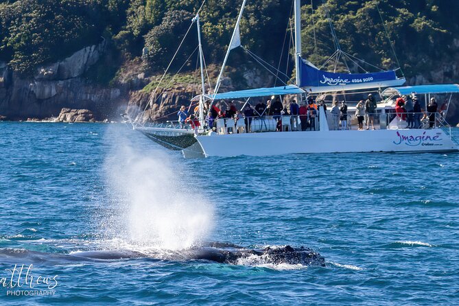 Port Stephens 3 Hour Whale and Dolphin Watch Cruise - Price and Value: Is $62.04 Worth It for a 3-Hour Cruise?