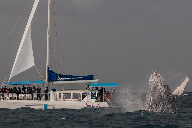 Port Stephens 3 Hour Whale and Dolphin Watch Cruise - Where It Fits in Your Port Stephens Day