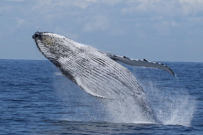 Port Stephens: Whale Watching Cruise - Key things I’d circle before you go