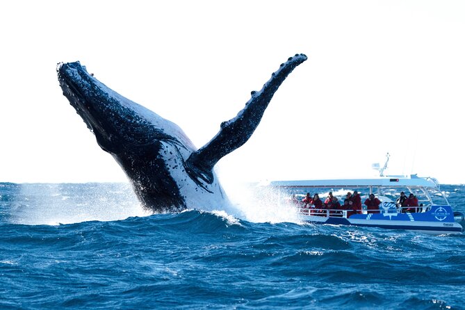 Premier Whale Watching Byron Bay - Key things that make this whale watching tour work