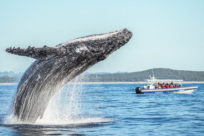 Premier Whale Watching Byron Bay - Marine biologist commentary: what you’ll actually learn on board
