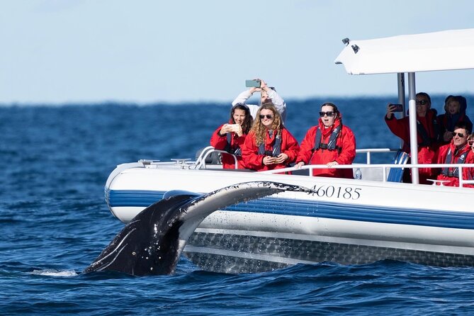 Premier Whale Watching Byron Bay - The gear and the boat ride: comfort matters when the sea has ideas
