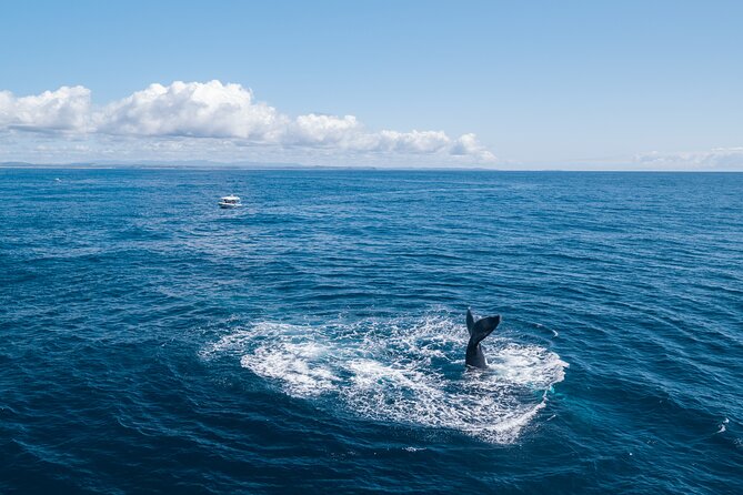 Premier Whale Watching Byron Bay - How the crew finds whales: flexible route, focused searching