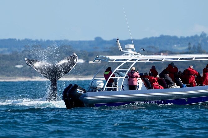 Premier Whale Watching Byron Bay - What to expect in the water: breaches, blows, and calves