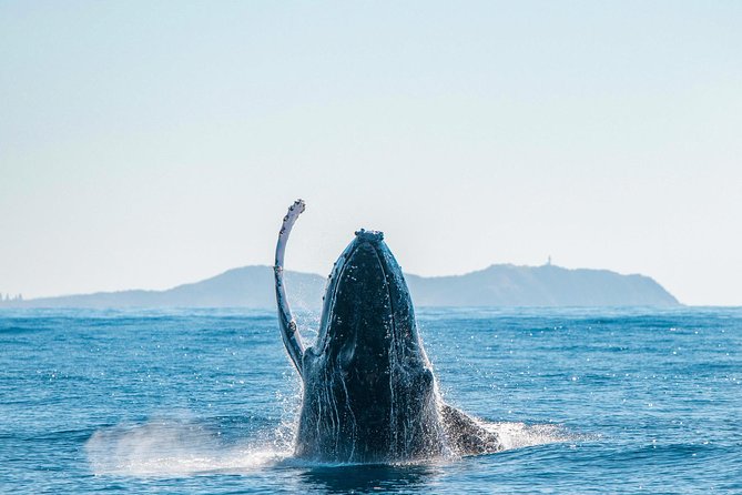 Premier Whale Watching Byron Bay - Whale song with the hydrophone: hearing what you came for