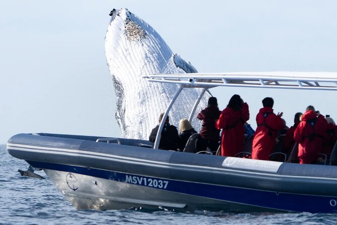 Premier Whale Watching Byron Bay - Dolphins and extra wildlife: the welcome bonus