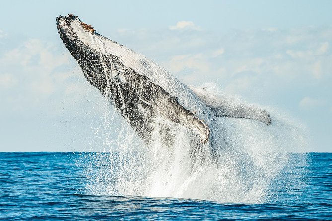 Premier Whale Watching Byron Bay - Getting to the boat: Ballina’s Lance Ferris Wharf is the key