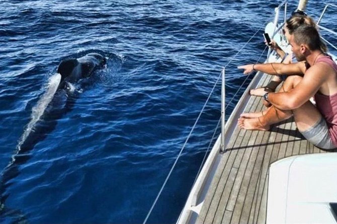 Premium All Inclusive Whale & Dolphin Watching Experience - Key things I think you’ll notice right away
