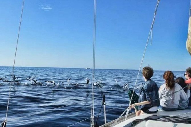 Premium All Inclusive Whale & Dolphin Watching Experience - Comfort and motion: the one factor you should plan around