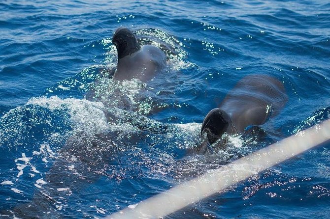 Premium All Inclusive Whale & Dolphin Watching Experience - The value of the all-inclusive setup (why it matters more than it sounds)