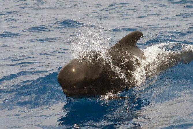 Private 2 hour Whale Watching Tour - Private 2 Hours in Puerto Colón: what you’re really buying