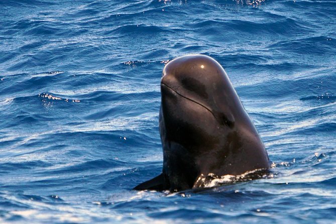 Private 2 hour Whale Watching Tour - The crew makes the difference: biologist notes, calm captain skills