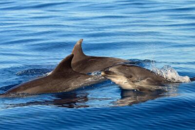Private 2 hour Whale Watching Tour - Entering The responsible whale-watching zone (without playing tourist policeman)