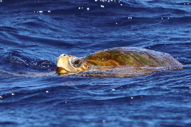 Private 2 hour Whale Watching Tour - Hydrophone listening: turning sightings into sound you can feel