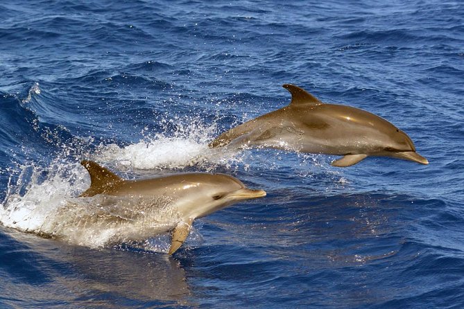 Private 2 hour Whale Watching Tour - What you might see in Tenerife waters (and why it varies)