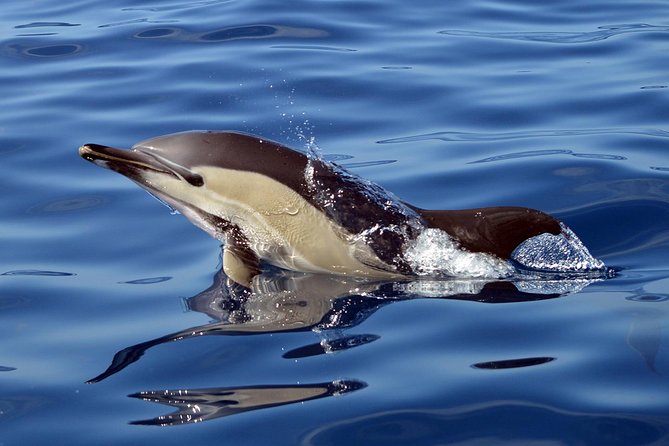 Private 2 hour Whale Watching Tour - The 2-hour flow: from dock to hotspot to photo link