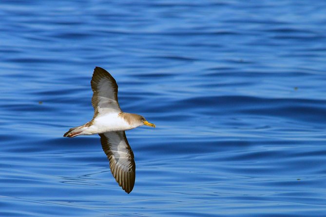 Private 2 hour Whale Watching Tour - Price vs value: when $617 per group feels fair