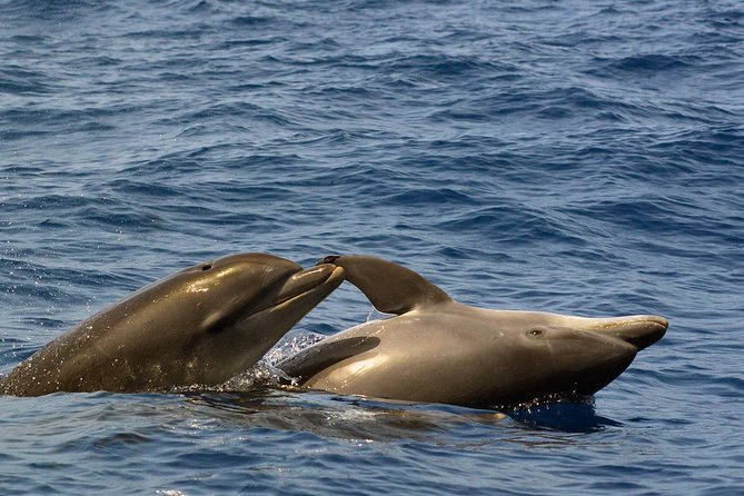 Private 2 hour Whale Watching Tour - Packing tips and comfort notes (especially for small-boat motion)