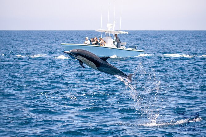 Private 2hr Supreme Whale/Dolphin Watching Tour, Newport Beach CA - Newport Harbor Whale Watching Starts With Getting Close