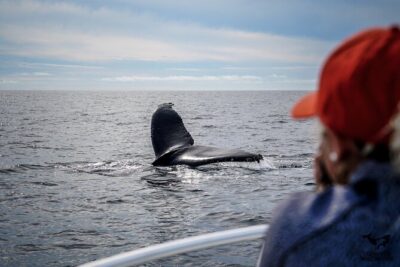 Private 2hr Supreme Whale/Dolphin Watching Tour, Newport Beach CA - A 2–2.5 Hour Private Cruise With a Small-Boat Advantage