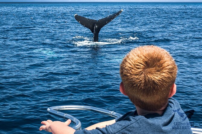 Private 2hr Supreme Whale/Dolphin Watching Tour, Newport Beach CA - What Happens After the Tour: Balboa Island Berries or Marine Ave