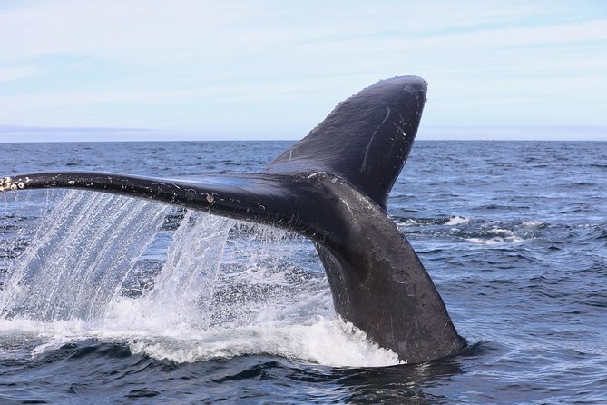 Private 2hr Supreme Whale/Dolphin Watching Tour, Newport Beach CA - Weather, Clothing, and the Stuff That Makes or Breaks Your Comfort