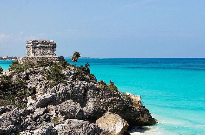 Private and Shared Whale Shark Tour from Tulum - Key things that make this whale shark tour work