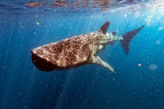 Private and Shared Whale Shark Tour from Tulum - Leaving Tulum for a 6am whale shark morning in Cancun