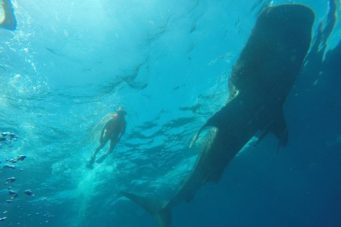 Private and Shared Whale Shark Tour from Tulum - Whale shark snorkeling without contact: the safety flow that matters