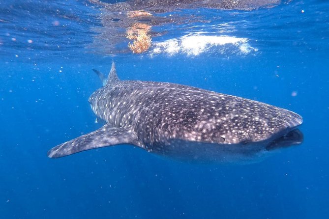 Private and Shared Whale Shark Tour from Tulum - Price and value: what $255 buys you, and what to check first