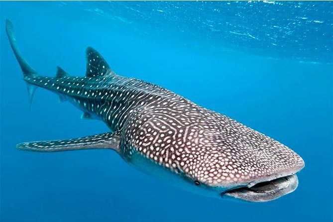 Private and Shared Whale Shark Tour from Tulum - Cruise route: Isla Mujeres, Contoy, and Holbox from the boat