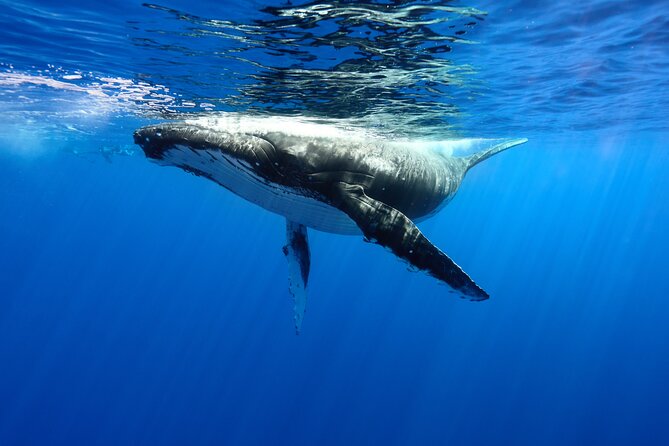Private boat tour to swim with whales and sharks - Key Things That Make This Whale-and-Shark Tour Work